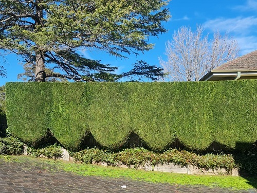 hedge with shaped bottom