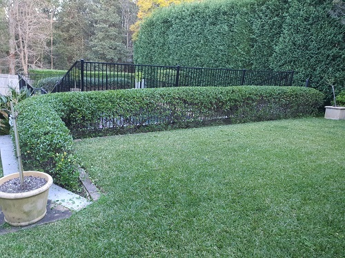 lawn with hedge border