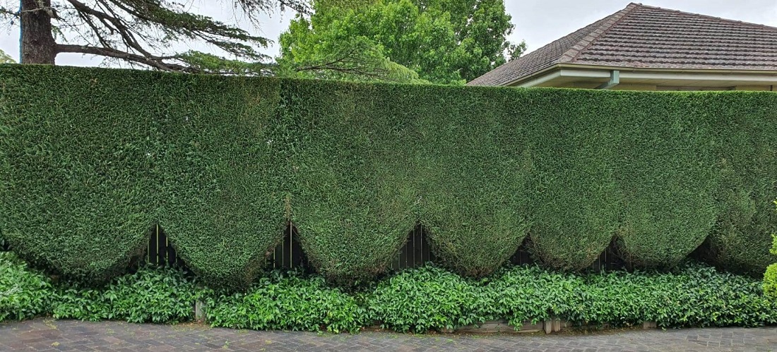Greenway Gardens hedge with shaped bottom