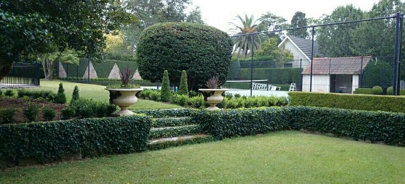 Greenway Gardens tennis court hedge